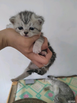 赤峰收養(yǎng)貓咪電話地址是多少號-第1張圖片