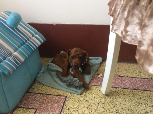 赤峰寵物病狗醫(yī)院電話號碼多少-第1張圖片