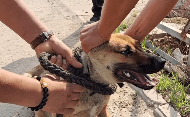 赤峰狗肉販子電話多少號碼-第1張圖片