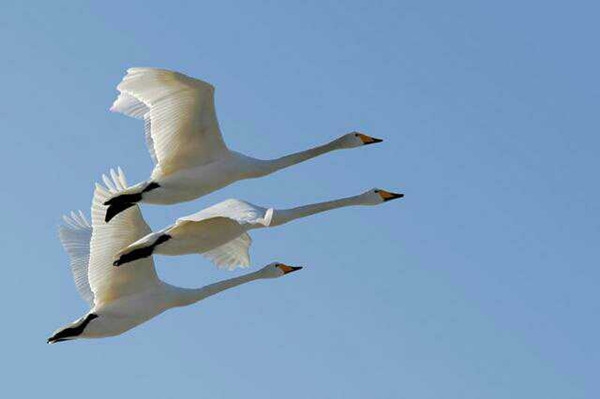 赤峰鴻鵠中國悅棠灣物業(yè)電話-第1張圖片