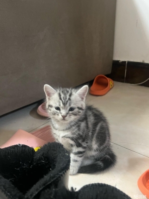 赤峰寵物貓幼崽出售電話號碼-第1張圖片