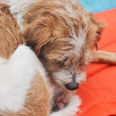 赤峰流浪狗 基地電話地址查詢-第1張圖片