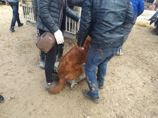 赤峰狗市賣狗電話號碼多少-第1張圖片