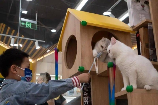 赤峰領(lǐng)養(yǎng)貓咪館電話(huà)號(hào)碼查詢(xún)-第1張圖片