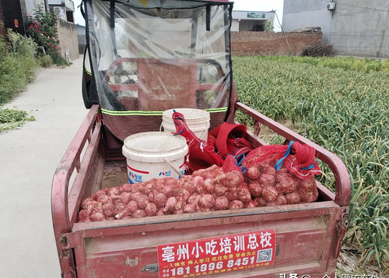 赤峰哪有小根蒜賣呀電話號碼-第1張圖片