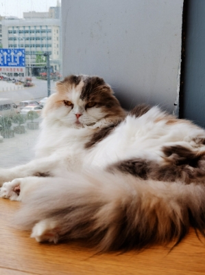 赤峰新華書(shū)店喵屋店電話號(hào)碼-第1張圖片