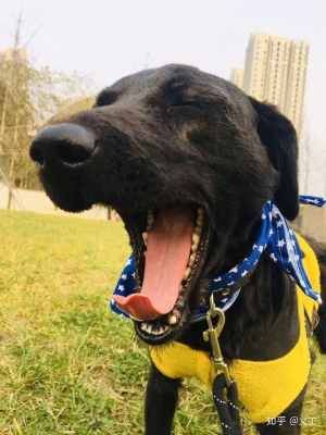 赤峰領(lǐng)養(yǎng)小動物電話號碼查詢-第1張圖片