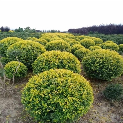 赤峰鴻林綠化苗木基地電話(huà)號(hào)碼-第1張圖片
