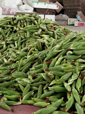 赤峰帶皮水果玉米批發(fā)電話號碼-第1張圖片