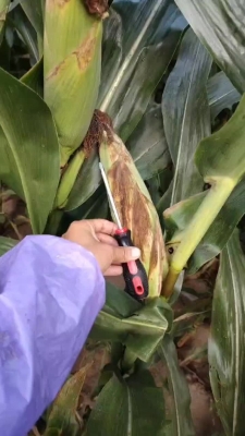 赤峰青儲(chǔ)玉米回收電話是多少號(hào)-第1張圖片