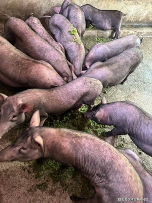 赤峰安盈種豬場(chǎng)電話地址查詢-第1張圖片