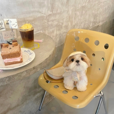 赤峰小狗咖啡店電話多少號-第1張圖片