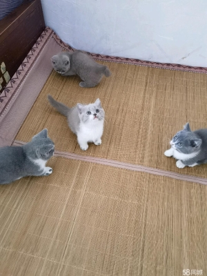 內(nèi)蒙古赤峰藍貓領養(yǎng)電話號碼-第1張圖片