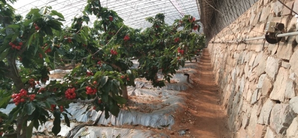 赤峰煙冠櫻桃基地電話號碼-第1張圖片