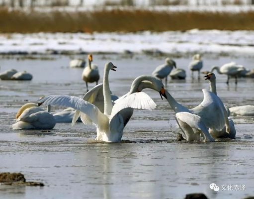 赤峰廣萊新城店電話多少號-第1張圖片