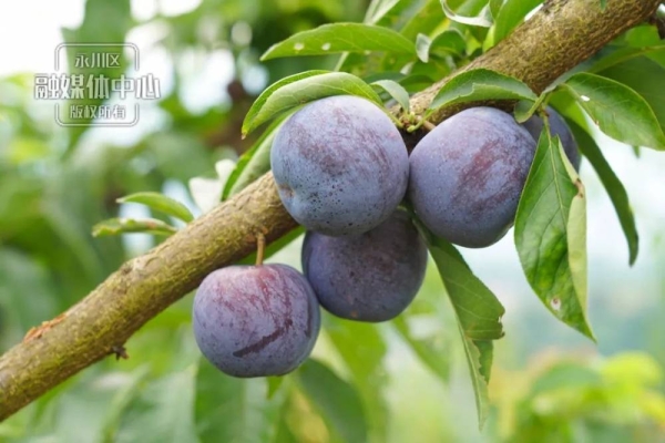 赤峰李子公司電話(huà)多少啊-第1張圖片