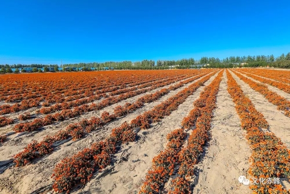 赤峰雅集大會電話號碼是多少號-第1張圖片