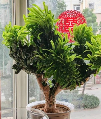 赤峰賣麒麟花的電話號碼是多少-第1張圖片