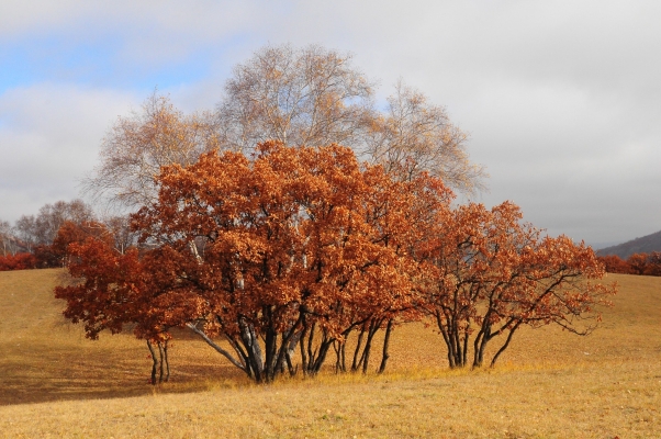 赤峰秋麻菜采摘園地址電話號(hào)碼-第1張圖片