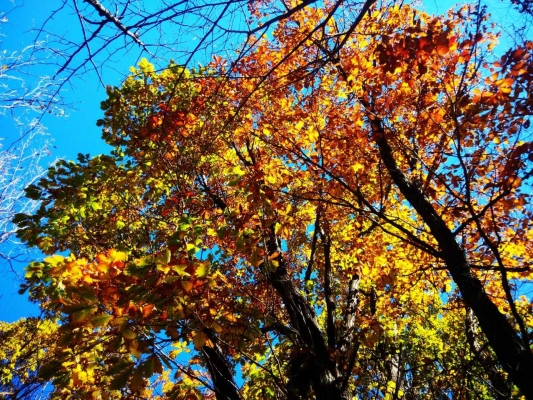 青龍縣去赤峰拼車電話號碼-第1張圖片