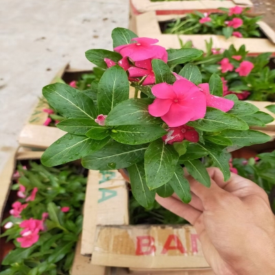 赤峰市蒙藥種植基地電話號(hào)碼-第1張圖片