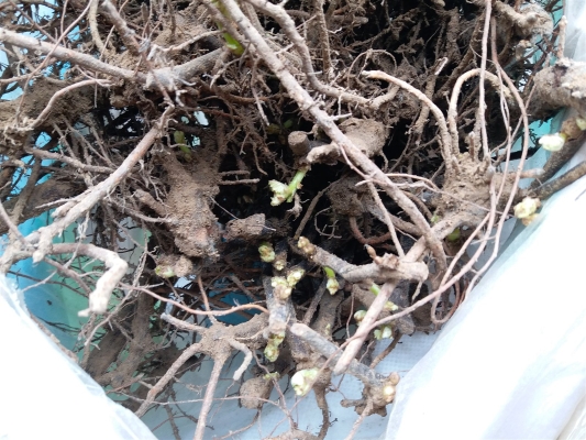 赤峰市葡萄苗售賣電話地址查詢-第1張圖片