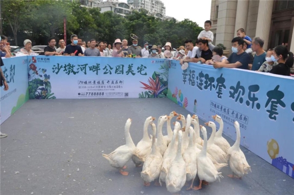 赤峰賣活大鵝的地方電話號碼-第1張圖片