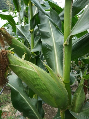 赤峰鋼板樁批發(fā)市場電話號碼-第1張圖片