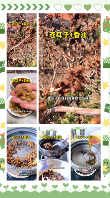 赤峰蒼耳子加工廠(chǎng)電話(huà)號(hào)碼-第1張圖片