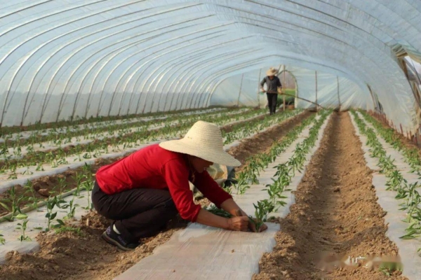 赤峰市蔬菜育苗聯(lián)系電話號(hào)碼-第1張圖片