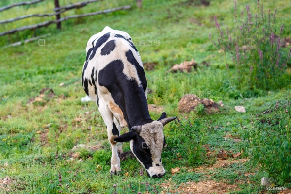 赤峰嘉立荷奶牛場(chǎng)電話號(hào)碼-第1張圖片