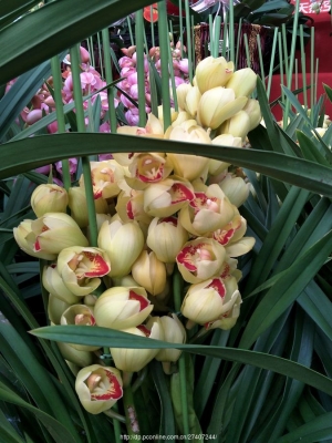 赤峰花卉美容院電話多少號(hào)-第1張圖片