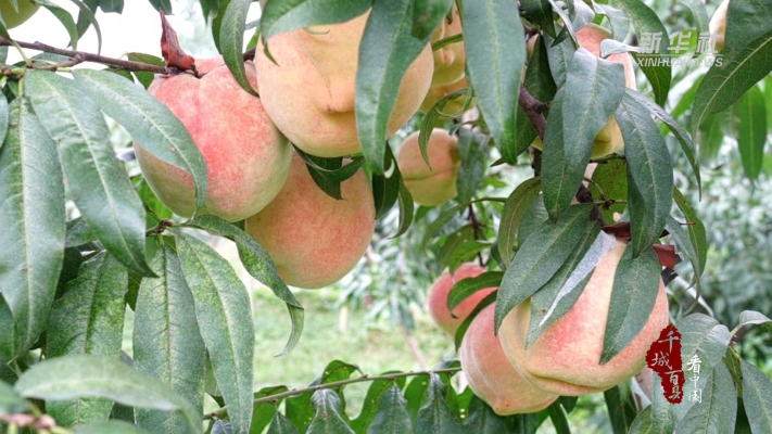 赤峰哪里有桃樹-第1張圖片