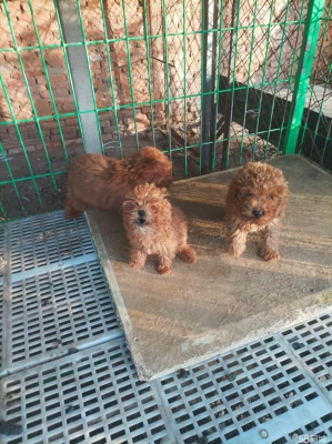 赤峰狗狗代買平臺電話地址查詢-第1張圖片