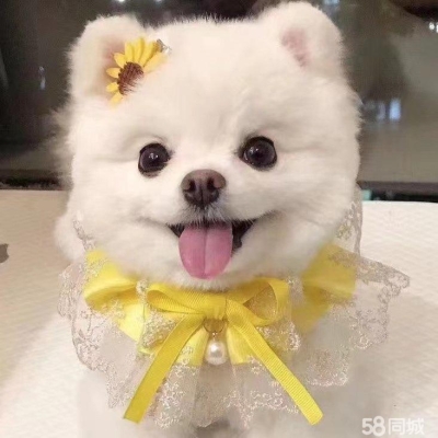 赤峰博美出售信息電話是多少號(hào)-第1張圖片