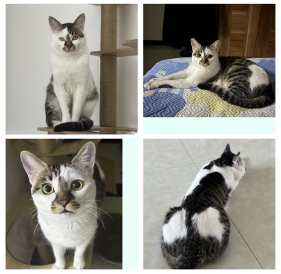 赤峰寵物豬店地址電話查詢號碼-第1張圖片