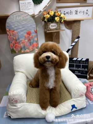 赤峰寵物店直播剪發(fā)電話號碼-第1張圖片