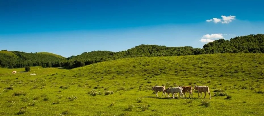 赤峰到元寶山網(wǎng)約車電話-第1張圖片