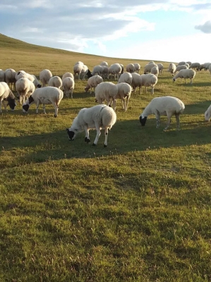 赤峰收死羊羔電話號(hào)碼查詢是多少-第1張圖片