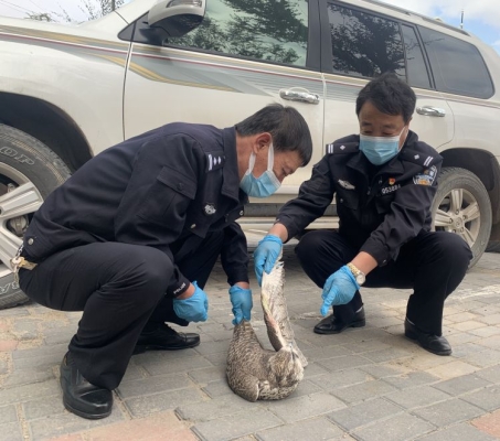 赤峰通遼寵物醫(yī)院電話多少號(hào)-第1張圖片