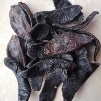 赤峰黑螞蟻合唱團(tuán)招聘電話號(hào)碼-第1張圖片