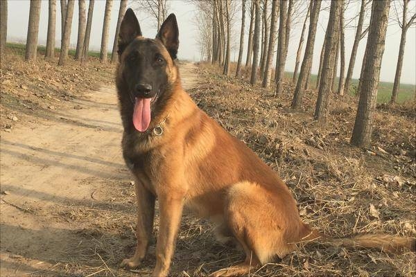 內(nèi)蒙古赤峰訓狗學校電話號碼-第1張圖片