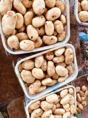 赤峰煦誠(chéng)甘薯批發(fā)電話地址查詢-第1張圖片