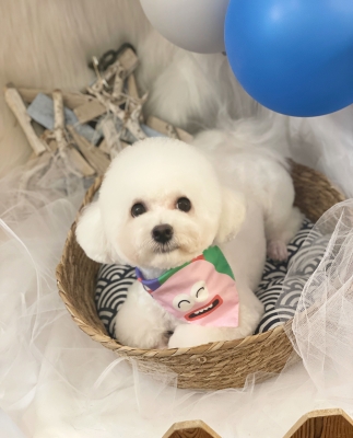 赤峰赤誠寵物店電話號碼查詢-第1張圖片