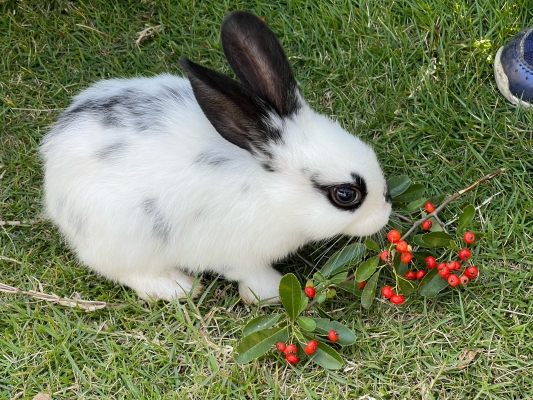 赤峰賣小兔子的地方電話號(hào)碼-第1張圖片