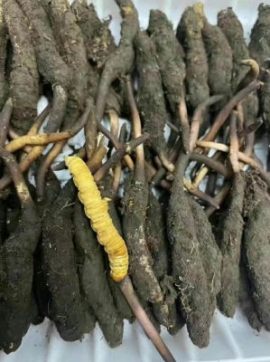 赤峰鮮草工廠電話多少號(hào)碼-第1張圖片