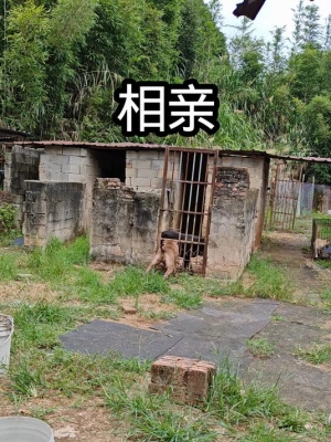 赤峰狗場招人電話地址是多少號-第1張圖片