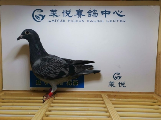 赤峰雨點(diǎn)公司地址電話號(hào)碼查詢-第1張圖片