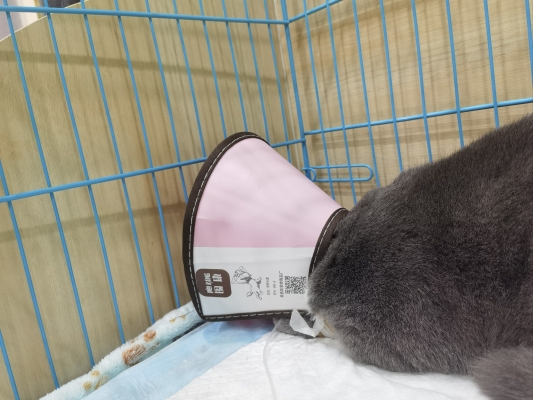 赤峰聯(lián)合動(dòng)物醫(yī)院地址電話號(hào)碼-第1張圖片