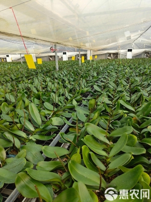 赤峰蝴蝶蘭種苗基地電話號碼-第1張圖片